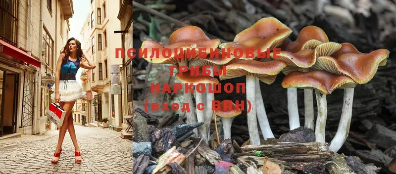 Псилоцибиновые грибы Magic Shrooms  Жуковка 